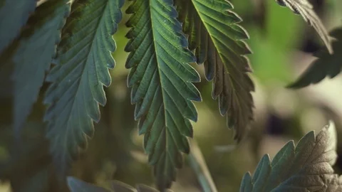 Cannabis leaf vegetative growth trembling in the wind.. macro. dark background. 스톡 동영상 119780955