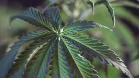 Cannabis leaf vegetative growth trembling in the wind.. macro. dark background. 스톡 동영상 119782389