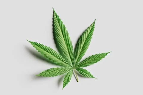 Cannabis leaf in vibrant green color symbolizes nature, freedom, and controversy Stock Illustration