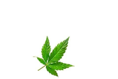 Cannabis leaf on a white background isolated. Medicinal marijuana leaves of.. Stock Photos