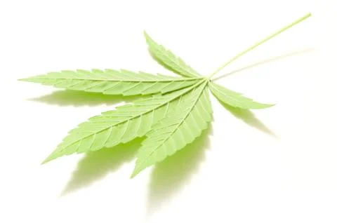 Cannabis leaf on white background. Stock Photos