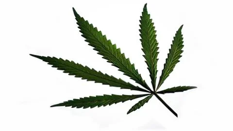 Cannabis leaf on a white background. Stock Photos