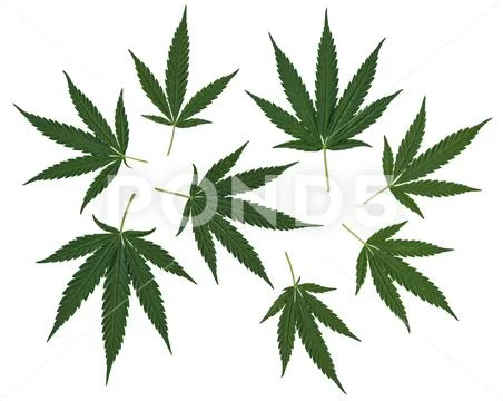 Cannabis leafs isolated on white background Stock Photos