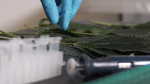 Cannabis leafs with test tubes in foreground Stock Footage