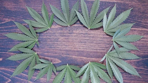 Cannabis leaves in circle 4k Stock Footage 101038035