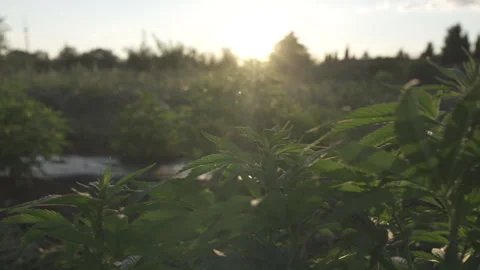 Cannabis leaves developing in open field conditions Stock Footage 315976431