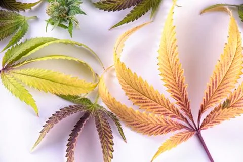 Cannabis leaves pattern isolated over white background - medical marijuana .. Stock Photos