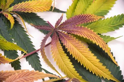 Cannabis leaves pattern isolated over white - medical marijuana concept Stock Photos