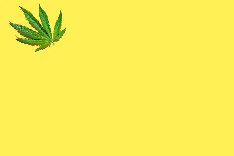 Cannabis leaves pattern on yellow background with hard light. Minimalistic he Stock Photos