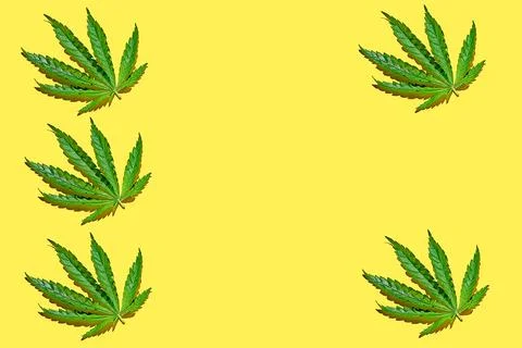 Cannabis leaves pattern on yellow background with hard light. Minimalistic he Stock Photos
