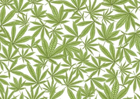 Cannabis leaves seamless pattern, background. Illustrazione stock