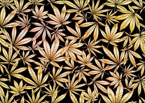 Cannabis leaves seamless pattern, background. Stock Illustration