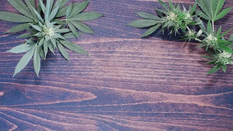 Cannabis leaves top corner of table 4k Stock Footage 101038707
