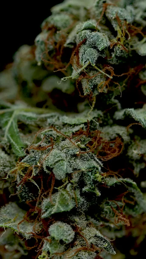 Cannabis Macro Flower Close Up Stock Footage 228492465