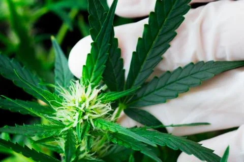 A cannabis Macro flower leaf and a man's hand a concept of natural medicines Foto stock