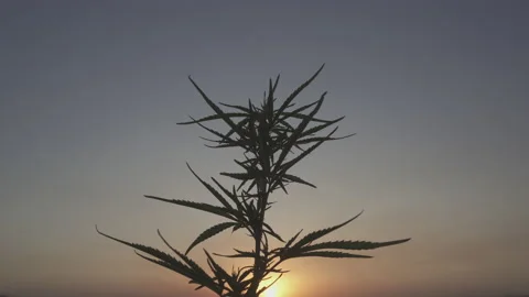 Cannabis Marijuana on the background of the sunset Stock Footage 150901891