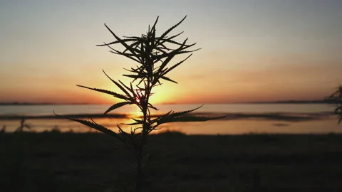 Cannabis Marijuana on the background of the sunset Stock Footage 150903910
