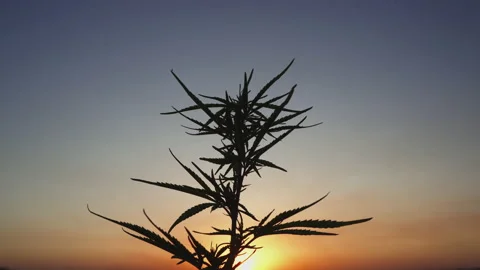 Cannabis Marijuana on the background of the sunset Stock Footage 150906225