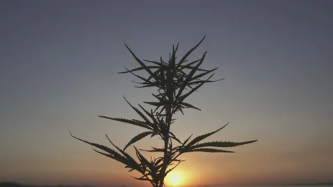 Cannabis Marijuana on the background of the sunset Stock Footage 150976557