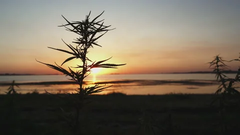 Cannabis Marijuana on the background of the sunset Stock Footage 151103541