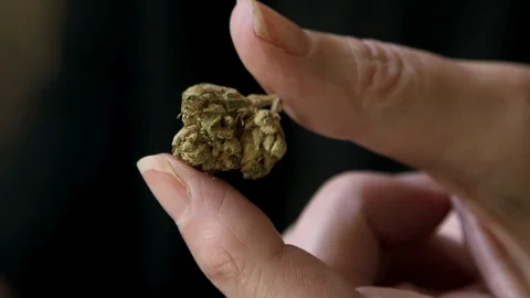 A cannabis marijuana bud held between a woman's fingers Stock Footage 128834293