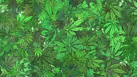 Cannabis Marijuana Green Leaf Rotating Pattern Background Stock Footage 190068594
