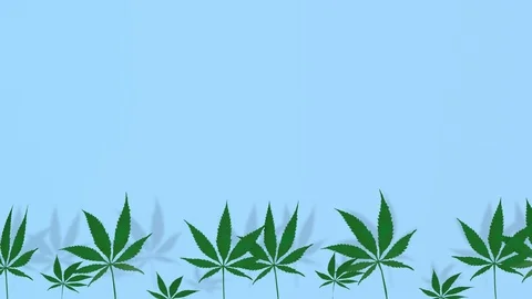 Cannabis, marijuana. Horizontal scroll.Alpha matte included. 3d render Video stock 97207128