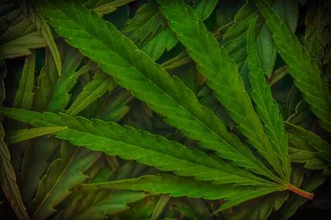 Cannabis marijuana leaf closeup background Stock Photos
