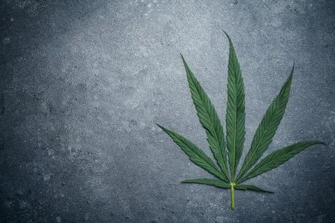 Cannabis marijuana leaves on a dark background. Medical marijuana hemp and Foto stock
