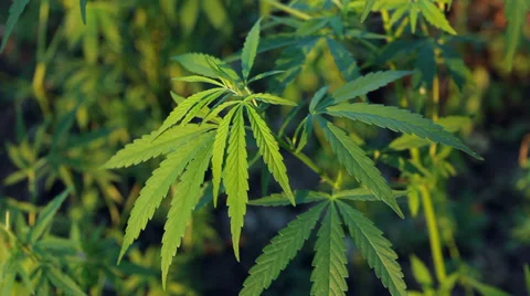 Cannabis / Marijuana Plant Zoom In HD Stock Footage