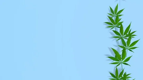 Cannabis, marijuana. Vertical scroll.Alpha matte included. 3d render Stock Footage 97207165