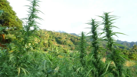 Cannabis Mountain Stock Footage 165414783