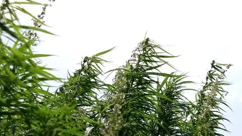 Cannabis in the natural environment under the open sky Stock Footage 78088401