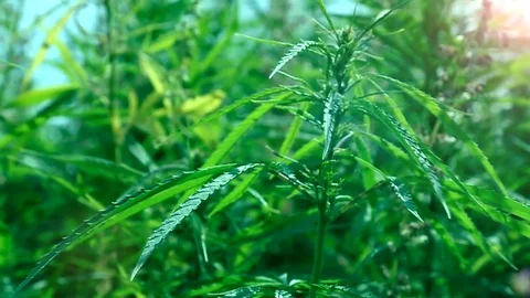 Cannabis in the natural environment under the open sky Stock Footage 78088461