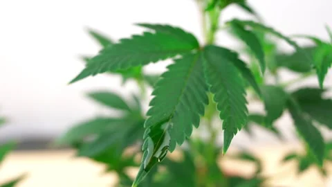 Cannabis oil CBD or THC dripping from Marijuana plant leaf medical marijuana Stock Footage 152743652