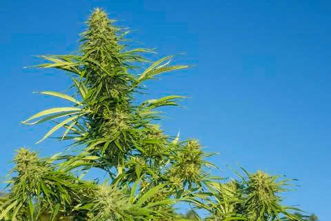 Cannabis Outdoor Buds on Blue Sky Stock Photos