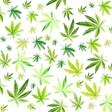 Cannabis pattern isolated on white background, green leaves Hand drawn Stock Illustration