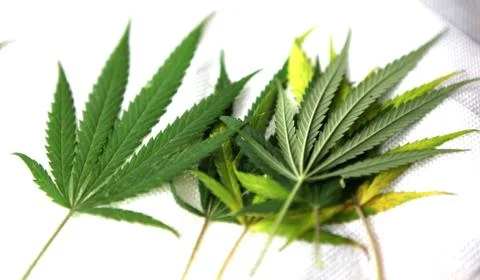 Cannabis Foto stock