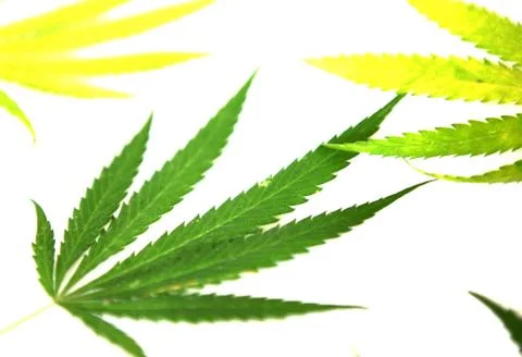 Cannabis Stock-Fotos