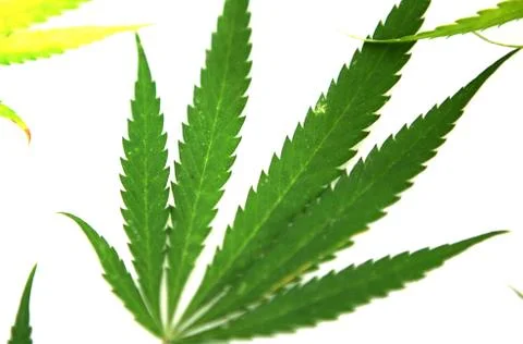 Cannabis Stock Photos