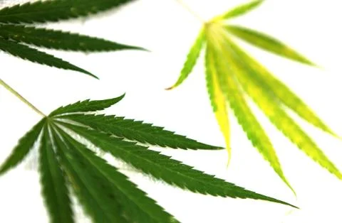 Cannabis Stock Photos