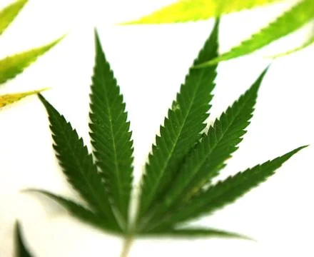 Cannabis Stock Photos