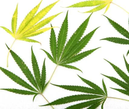 Cannabis Stock-Fotos