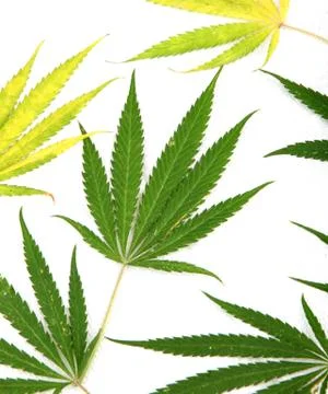 Cannabis Foto stock
