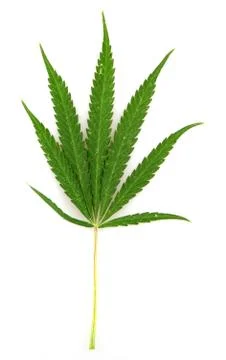 Cannabis Stock Photos