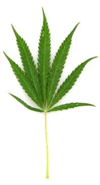 Cannabis Foto stock