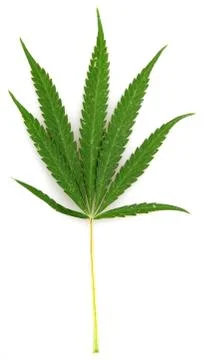 Cannabis Stock Photos