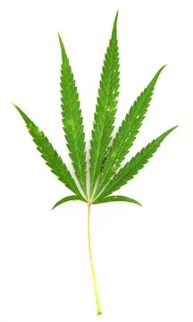 Cannabis Stock Photos