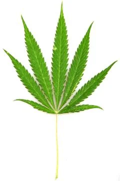 Cannabis Stock Photos