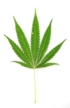 Cannabis Stock Photos